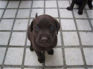 Labrador Retriever Ring